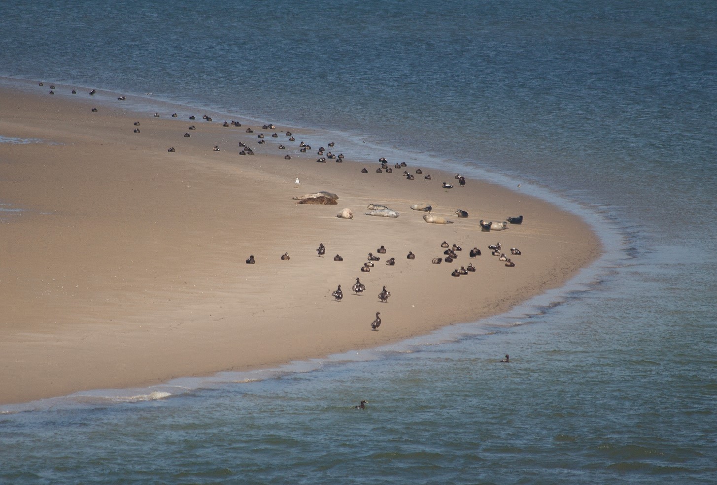 Föhr - Seehunde