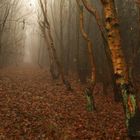 Föhr Wald mit Birken - bestes Wetter