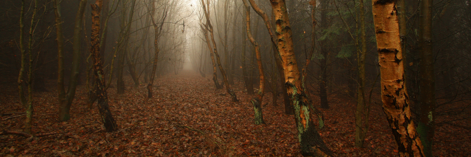 Föhr Wald mit Birken - bestes Wetter