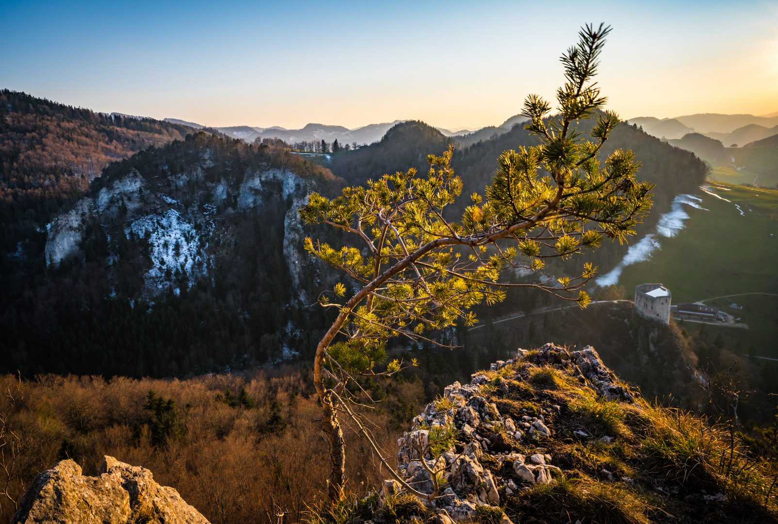 Föhre - sich sonnend