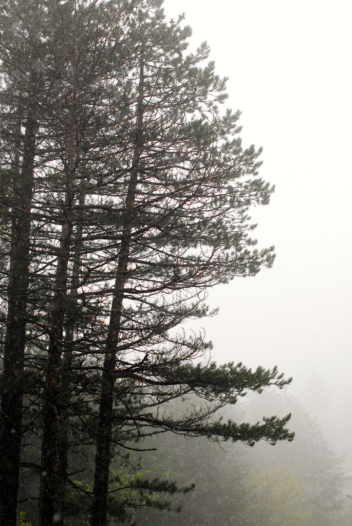 Föhren im Nebel