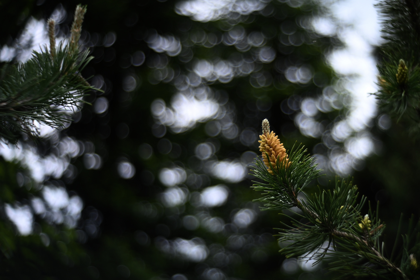 Föhren Knospen Triebe 