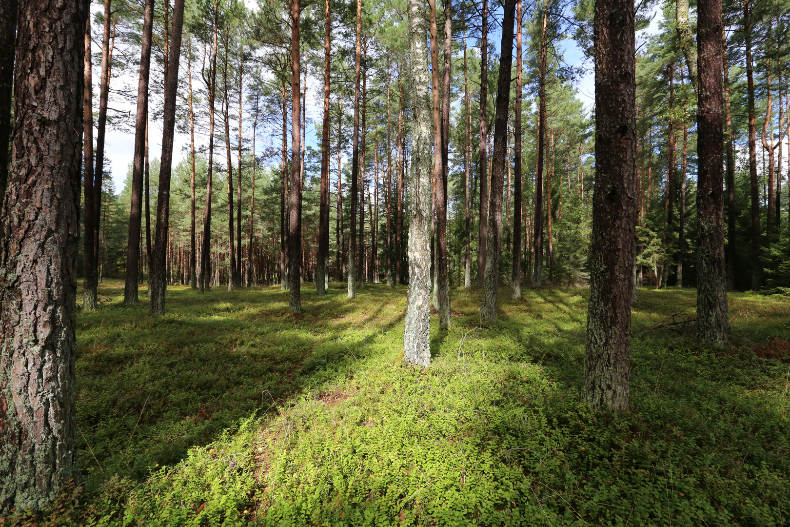 Föhren- oder Kiefernwald