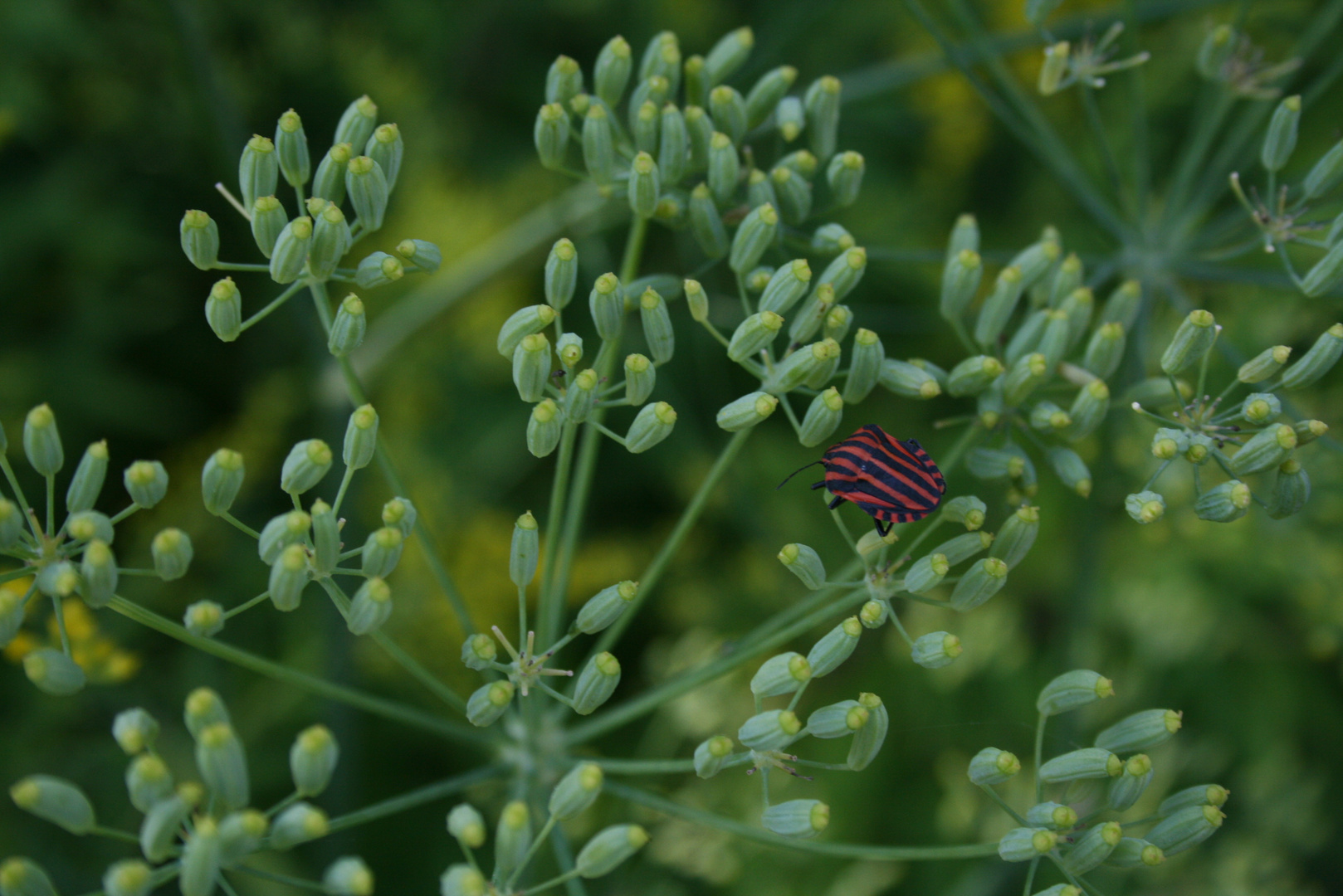 Foeniculum vulgare & ?Heteroptera?