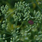 Foeniculum vulgare & ?Heteroptera?