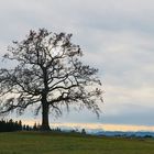 Fönstimmung im November