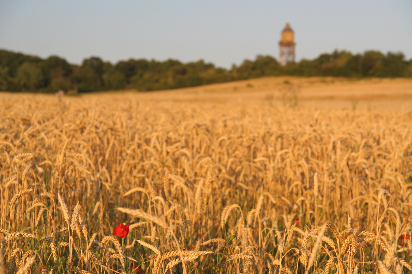 Förderturm Waldalgesheim mit Mohnblume