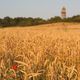 Frderturm Waldalgesheim mit Mohnblume