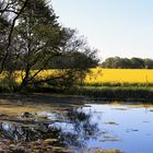 Förkelsteich östlich von Reinholdshain bei Dippoldiswalde linker Teil