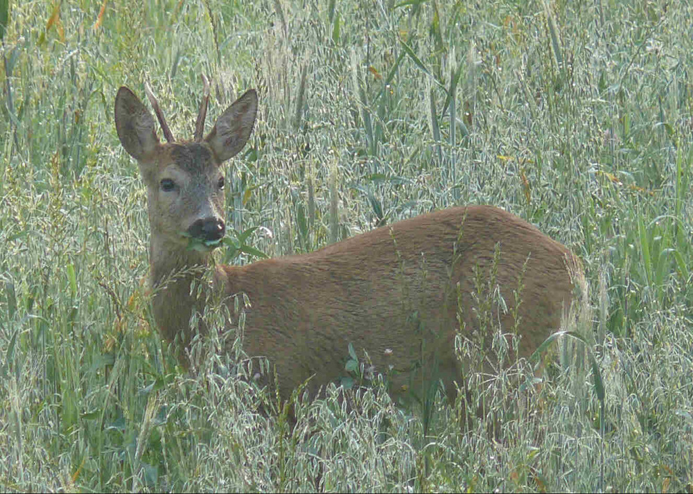 "Förstenreuther Jährlingsbock"