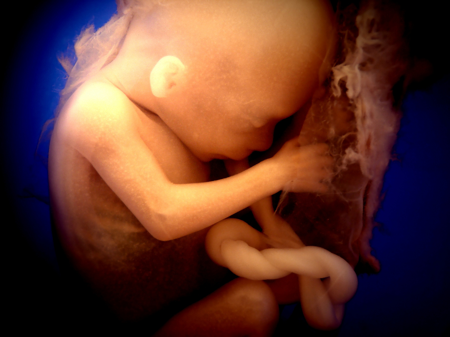 Fötus im Mutterleib - 6. Schwangerschaftsmonat