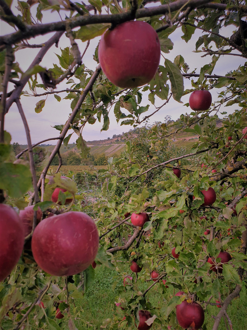 fofe 035 - Äpfel mit Weidsicht