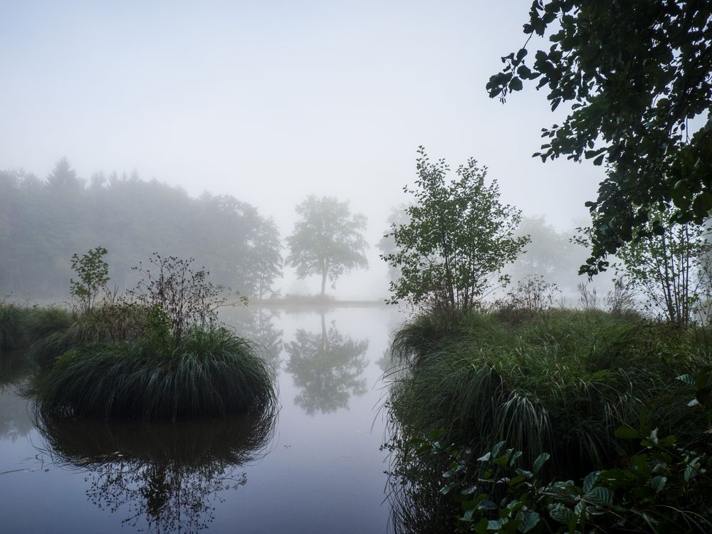 Fog von Fritz Gumbmann 