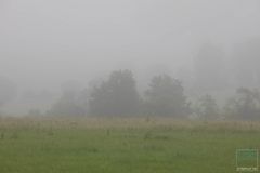 Fog