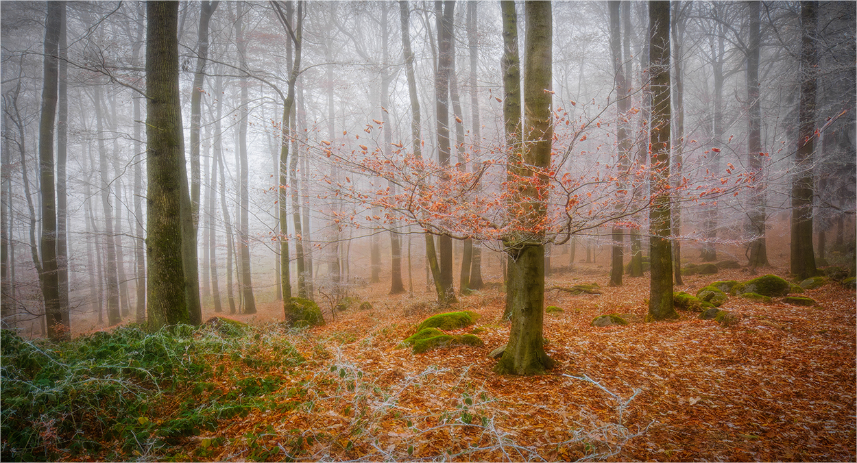 Fog and Frost