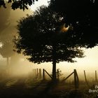 Fog and Sun - Nebel und Sonne