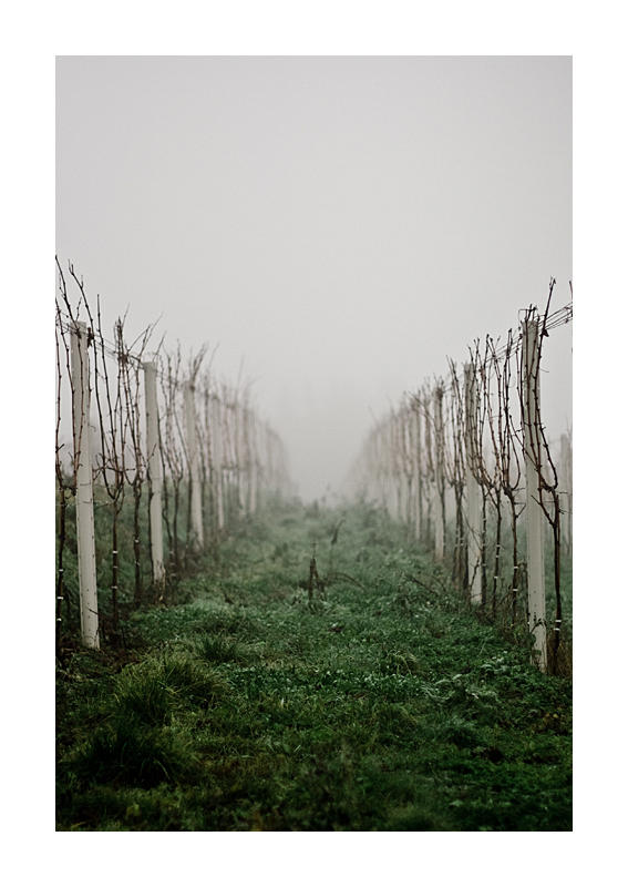 .fog and wine