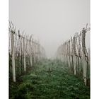 .fog and wine