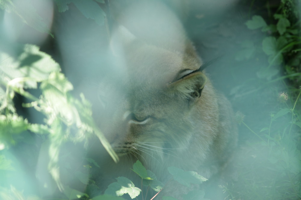 fog cat