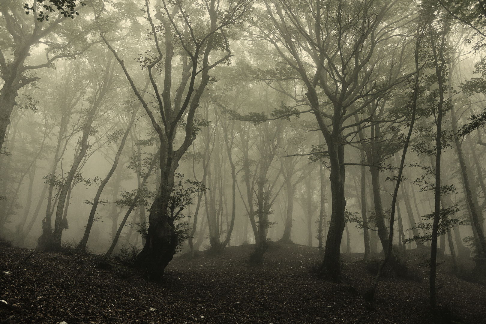 Fog descends into the forest