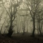 Fog descends into the forest