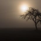 Fog