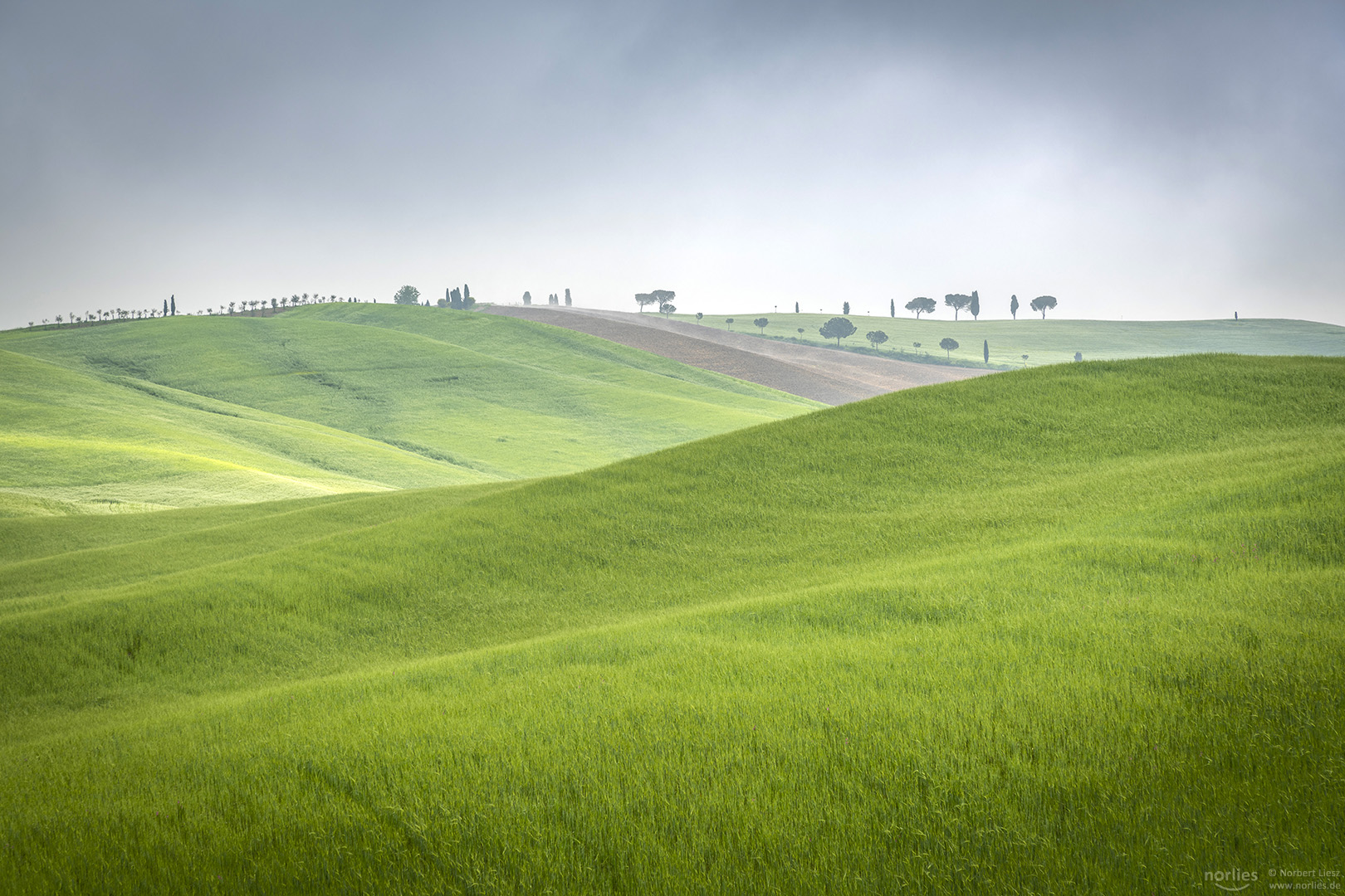 Fog fields