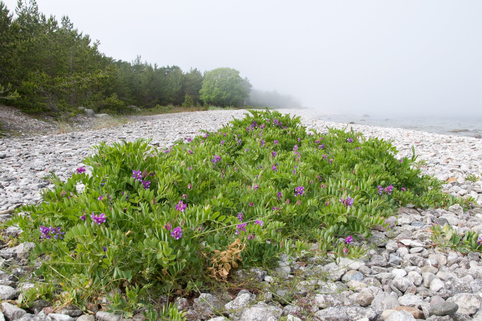 fog flower