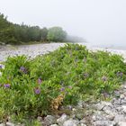 fog flower