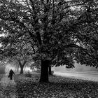 Fog in autumn