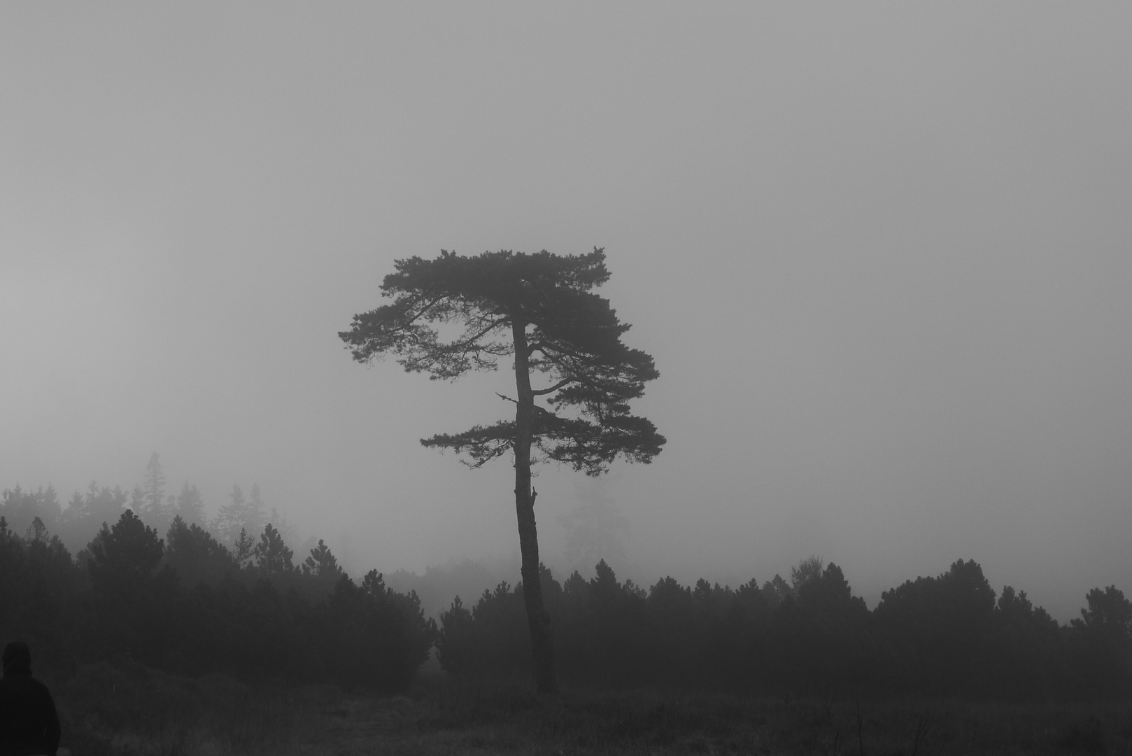 Fog in Black Forest