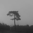 Fog in Black Forest