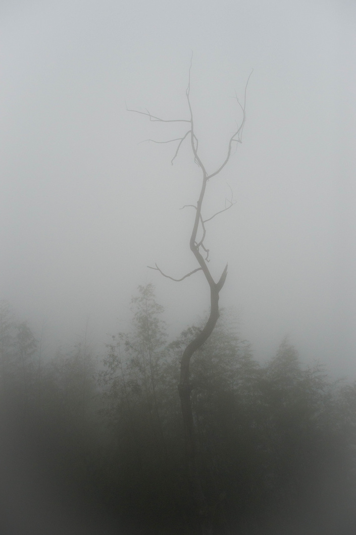 Fog in Formosa mountains