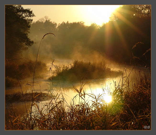 Fog in the moorland