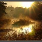 Fog in the moorland