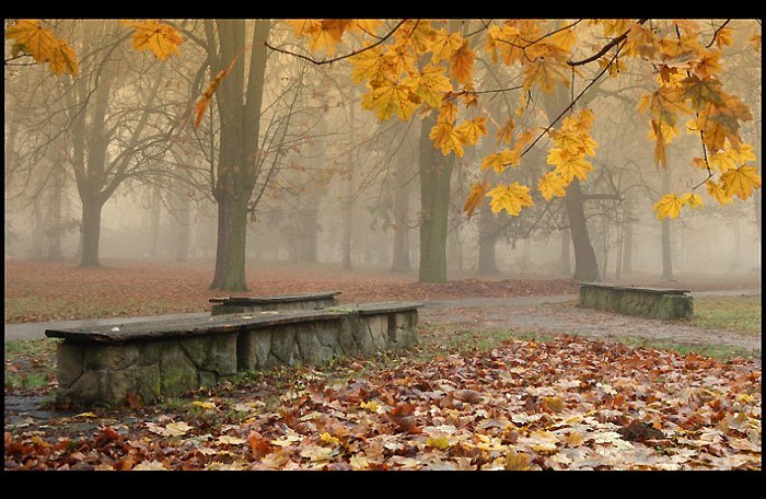 Fog in the park