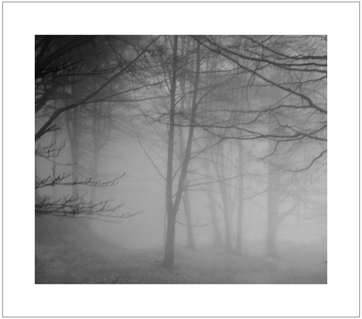  fog in the wood