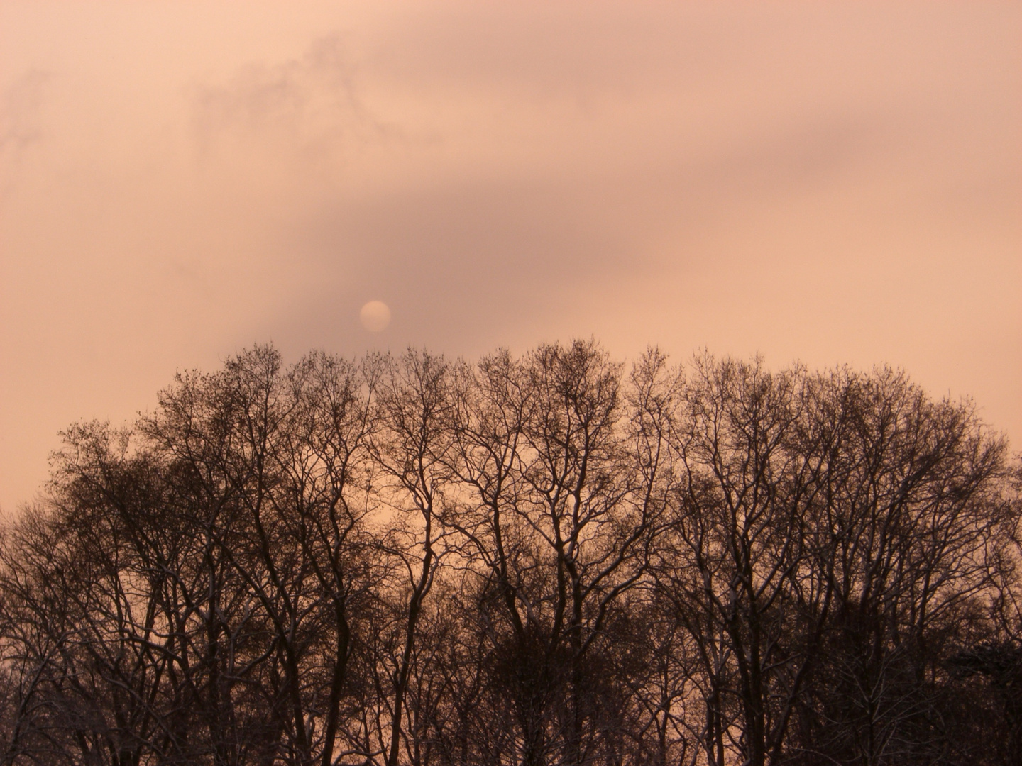 Fog. moon & trees