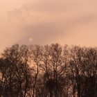 Fog. moon & trees