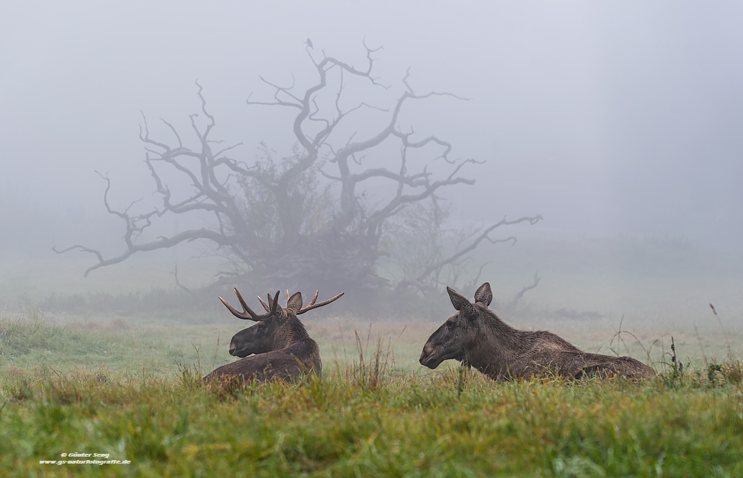 Fog, Moose & Mystic Tree
