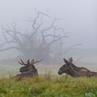 Fog, Moose & Mystic Tree