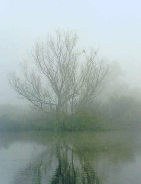 Fog near Amsterdam