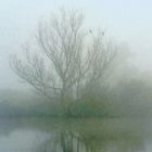 Fog near Amsterdam