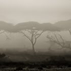 fog on ndutu