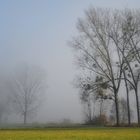 Fog on the country