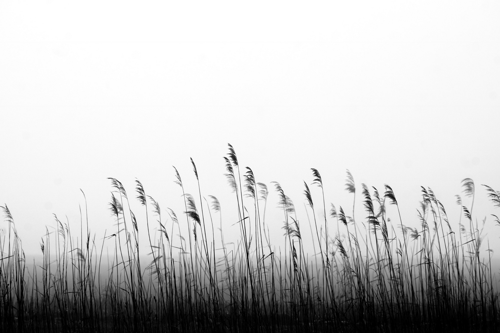 fog on the lake