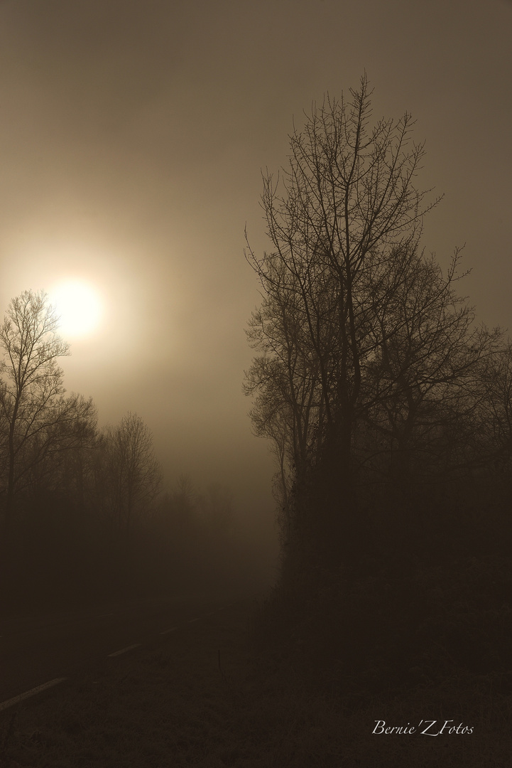 Fog on the road