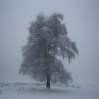...Fog, Snow and a lonely tree...