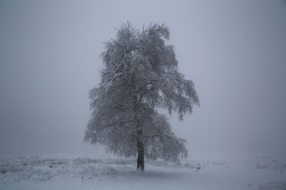 ...Fog, Snow and a lonely tree...