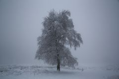 ...Fog, Snow and a lonely tree...